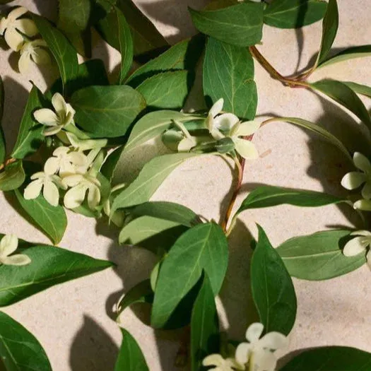 Full Orange Blossom Eau de Parfum